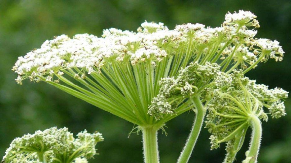 天然原料 · 白芷
